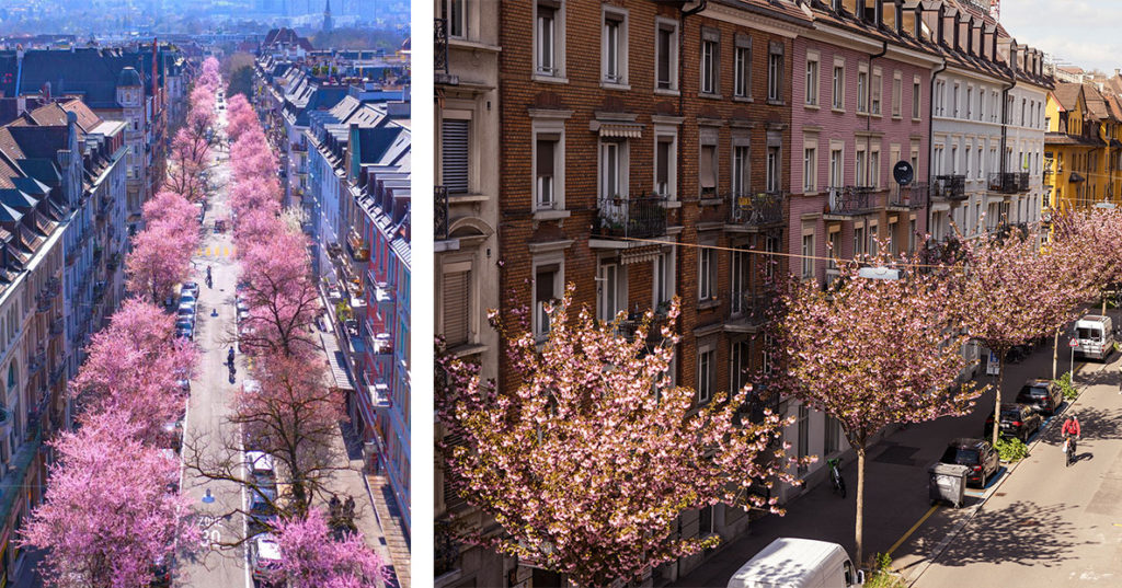 Cerisiers en fleur Zurich